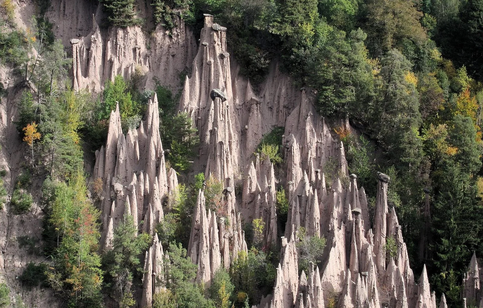 Le piramidi di terra di Longomoso sul Renon: decine di alte colonne di argilla chiara e appuntita, alcune sormontate da massi scuri, emergono da un pendio boscoso di abeti e latifoglie dai primi colori autunnali