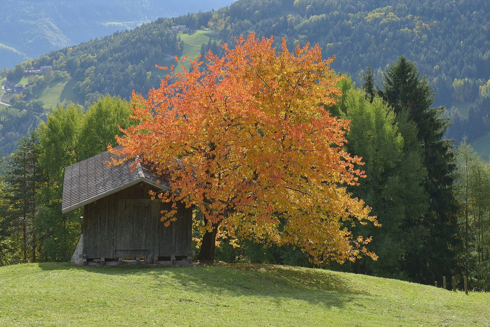 Un albero dalle foglie autunnali arancioni e gialle accanto a un piccolo fienile in legno su un prato verde sopra Villandro, in Valle Isarco, con pendii boscosi e qualche maso sullo sfondo